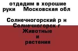 отдадим в хорошие руки  - Московская обл., Солнечногорский р-н, Солнечногорск г. Животные и растения » Собаки   